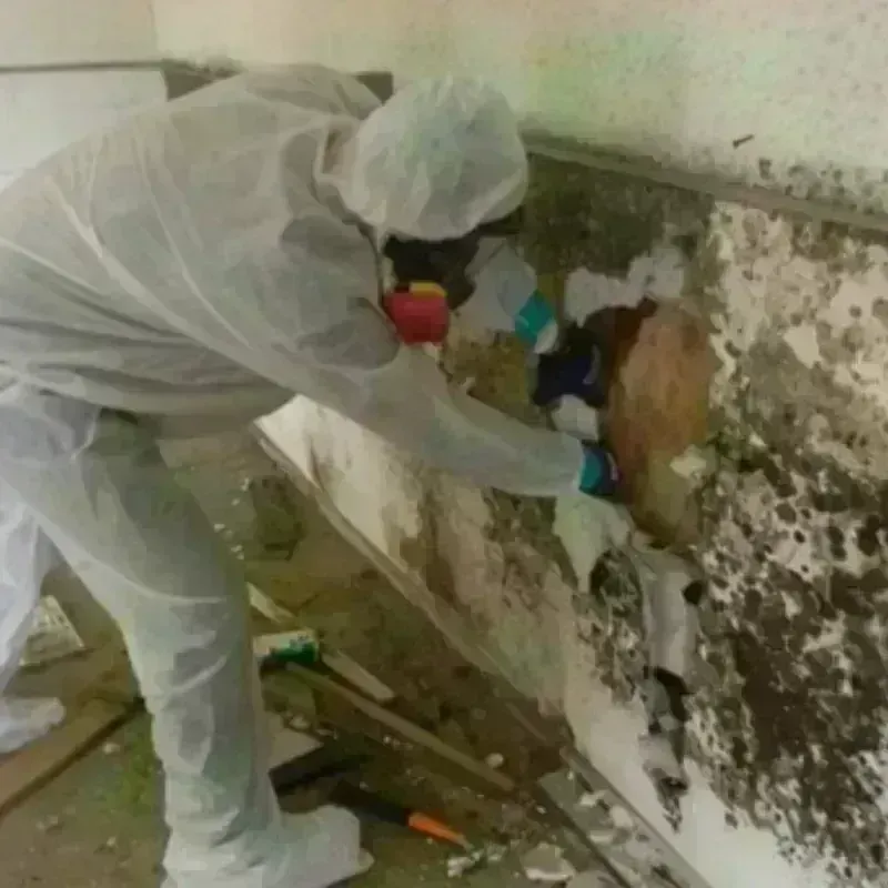 Mold Remediation and Removal in La Crosse, WI